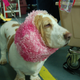 Illustration for article titled Picking Up Scraps At The Westminster Dog Show